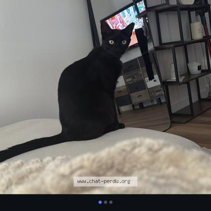 Photo 1/1 Messi Chat lost in Marseille