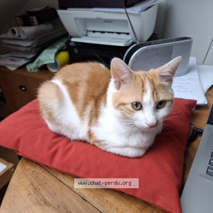 Photo 1/1 Poupi Chat lost in Rennes