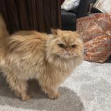 Picture of cat lost at Henderson