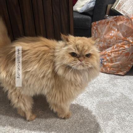 Photo 1/1 Phi phi Chat lost in Henderson