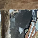 Picture of cat found at Nancy