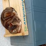 Picture of cat lost at Biarritz