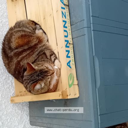 Photo 1/1 Savannah Chat lost in Biarritz