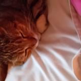 Picture of cat lost at Biarritz