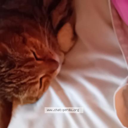 Photo 1/1 Savannah Chat lost in Biarritz