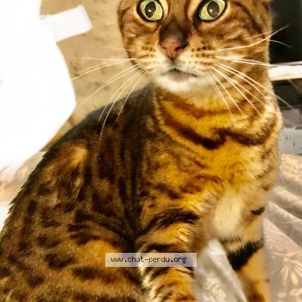 Photo 1/1 Gaby Chat lost in Courpiac