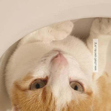 Photo 1/2 Pitou Chat lost in Chatenoy le royal