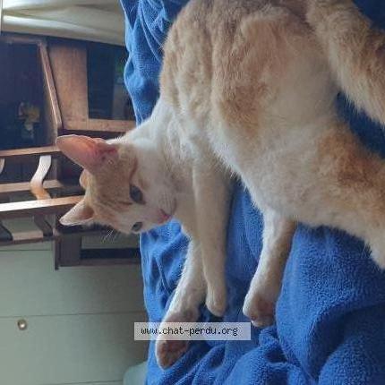 Photo 2/2 Pitou Chat lost in Chatenoy le royal