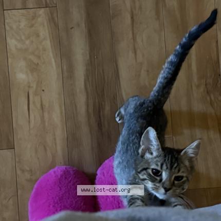 Photo 1/1 Cat reunited Lost in Hyattsville