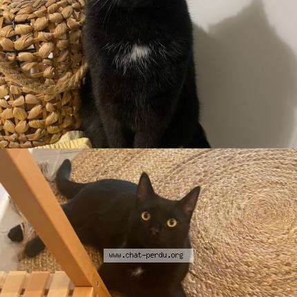 Photo 1/1 Luffy Chat lost in Orvault