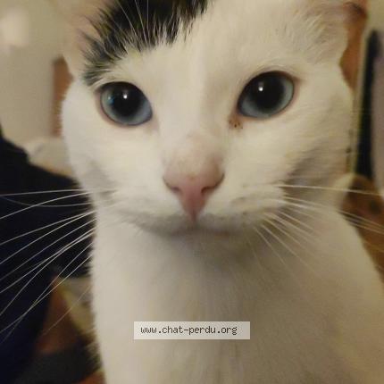 Photo 1/1 Plume Chat lost in Carpentras