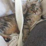 Picture of cat lost at Foix