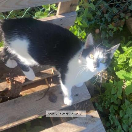 Photo 1/1 Oreo Chat lost in Le caule saint beuve