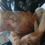 Picture of cat lost at Orange