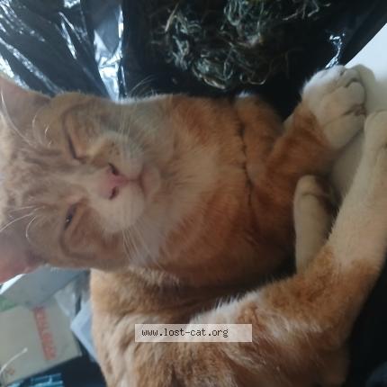 Photo 1/1 Ginger Chat lost in Orange