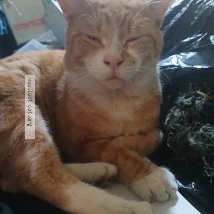 Photo 1/1 Ginger Cat lost in Orange