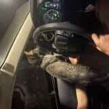 Picture of cat lost at Glenpoil