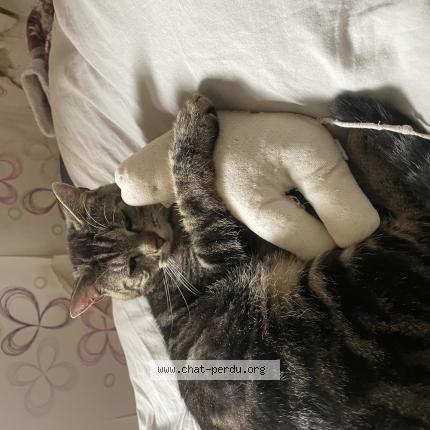 Photo 1/1 Benus Chat lost in Vismes au val