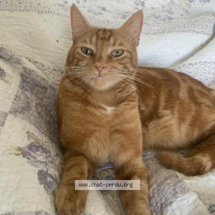 Photo 1/1 Tirou Chat lost in La teste de buch