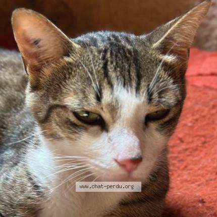 Photo 1/1 Ti'cha Chat lost in Dampierre en yvelines