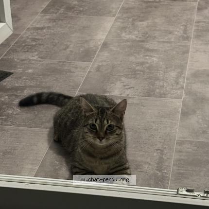 Photo 1/1 KIRA Chat lost in Lomme