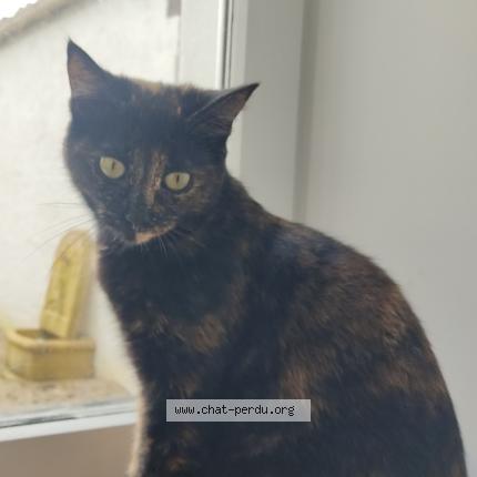 Photo 1/1 Tchipy Chat lost in Thaire