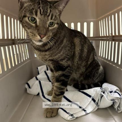 Photo 1/1 Oliver Chat lost in Boynton beach