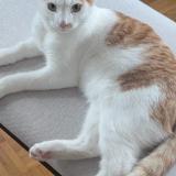 Picture of cat lost at Duillier