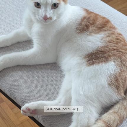 Photo 1/1 Barney Chat lost in Duillier