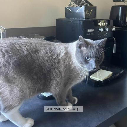 Photo 1/1 Sky Chat lost in Anveville