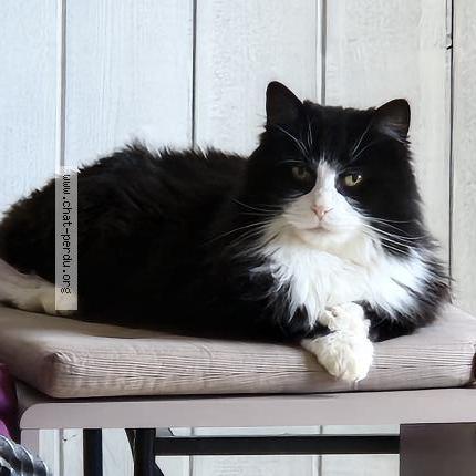 Photo 1/1 Milo Chat lost in Lucon