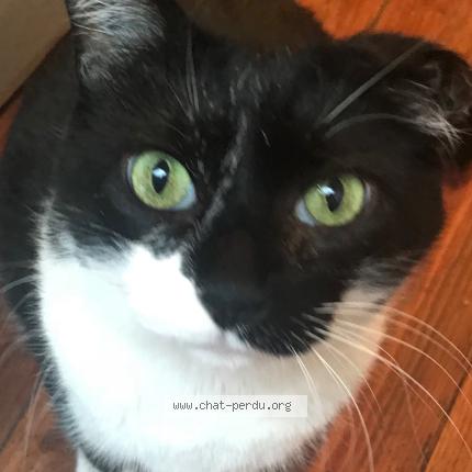 Photo 1/1 Sacha Chat lost in Toulouse