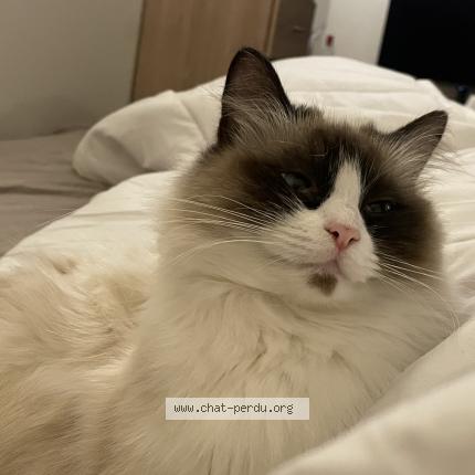 Photo 1/1 Maomao Chat lost in Puteaux