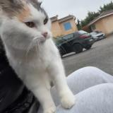 Picture of cat found at Corbas