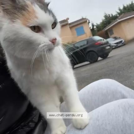 Photo 1/1 Found cat Found in Corbas