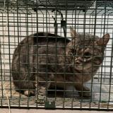 Picture of cat found at Boulogne Billancourt