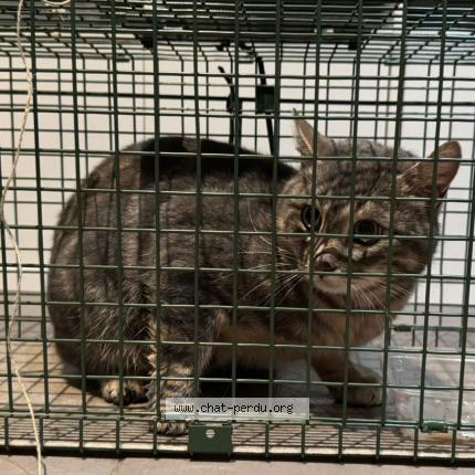 Photo 1/1 Found cat Found in Boulogne billancourt