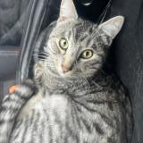 Picture of cat found at Goussainville