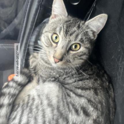 Photo 1/1 Found cat Found in Goussainville