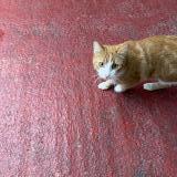 Picture of cat found at Toulouse