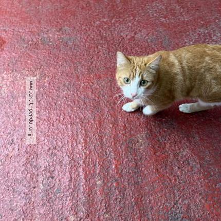 Photo 1/1 Found cat Found in Toulouse