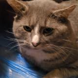 Picture of cat lost at Laval