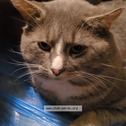 Photo 1/1 Box Chat lost in Laval