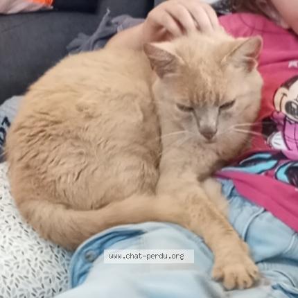 Photo 1/1 MIMI Chat lost in Amfreville