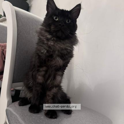 Photo 1/1 Balthazar Chat lost in Vandoeuvre les nancy