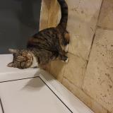 Picture of cat found at Grune