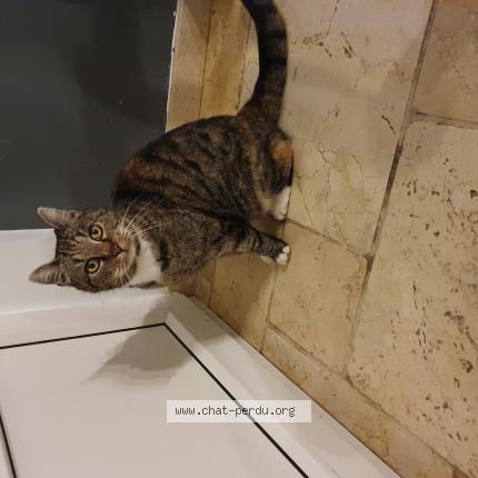 Photo 1/1 Found cat Found in Grune