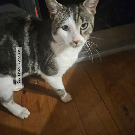 Photo 1/1 Found cat Found in Odos