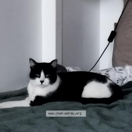 Photo 1/1 Cat reunited Found in Toulouse