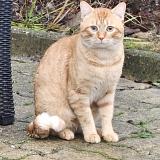 Picture of cat found at Villeparisis